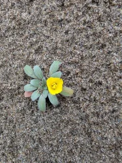 beach suncup thumbnail 3