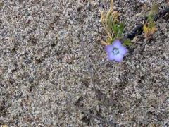 dark-eyed gilia thumbnail 4