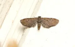 Spirea Looper thumbnail 3