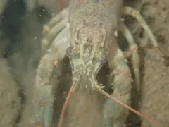 Allegheny Crayfish thumbnail 4