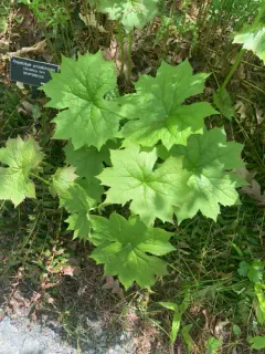 Umbrella-leaf thumbnail 2