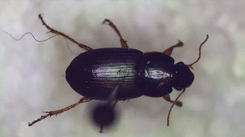 Harpalus plenalis