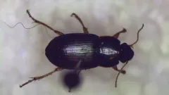 Harpalus plenalis thumbnail 1
