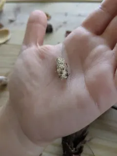 Moth Urchin Fungus thumbnail 1