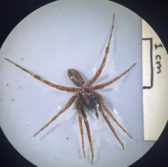 McCook's Split Wolf Spider thumbnail 4
