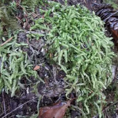 Waved Silk-moss thumbnail 2