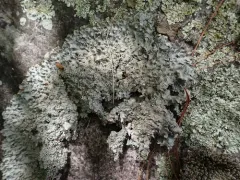 Punctelia graminicola thumbnail 3
