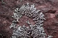 slender rosette lichen thumbnail 4