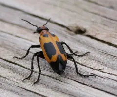 Yellow-crescent Blister Beetle thumbnail 2