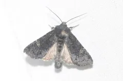 Melanapamea mixta thumbnail 4
