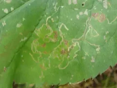 Bucculatrix sexnotata thumbnail 2