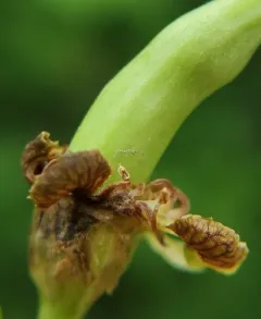 Taphrina confusa thumbnail 4