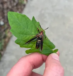 Oak Stump Borer Moth thumbnail 4
