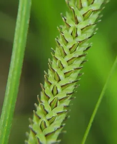 Emory's sedge thumbnail 3
