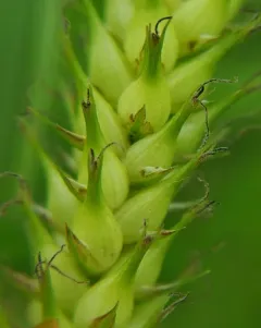 Smooth-cone Sedge thumbnail 4