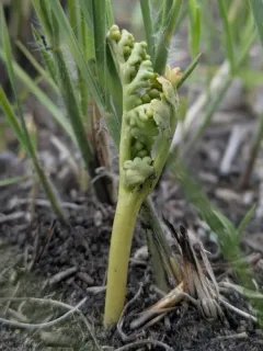prairie moonwort thumbnail 4