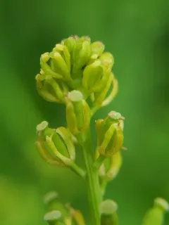 stalkless yellowcress thumbnail 2