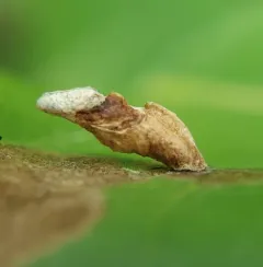 cherry casebearer thumbnail 3