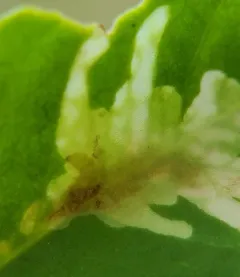 Micrurapteryx occulta thumbnail 4