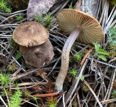 torn fibrecap thumbnail 4