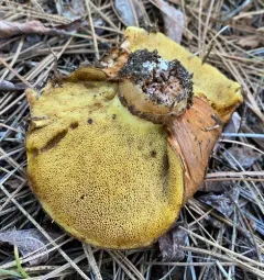 Suillus pseudobrevipes thumbnail 3