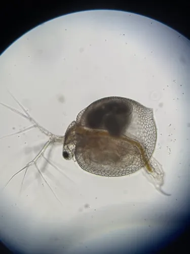Ceriodaphnia laticaudata