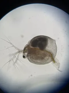 Ceriodaphnia laticaudata thumbnail 1