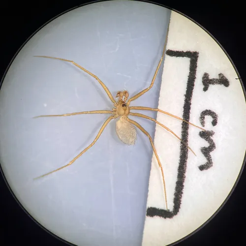 Pholcophora americana