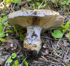 Phlegmacium subolivascens thumbnail 4