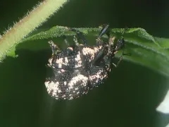 Lily Weevil thumbnail 1
