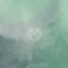 Cross Hydromedusa thumbnail 2