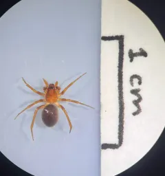 European Ant-eating Spider thumbnail 4
