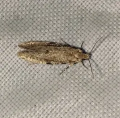 Nemapogon acapnopennella thumbnail 3
