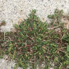 Prostrate Knotweed thumbnail 4