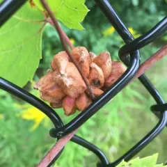 grape filbert gall thumbnail 2