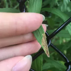 Calycomyza solidaginis thumbnail 2