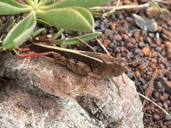 Agymnastus venerabilis thumbnail 2