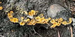 Ascorhizoctonia praecox thumbnail 3