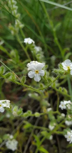 Cryptantha grandiflora