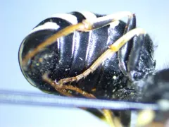 Pseudomasaris marginalis thumbnail 3
