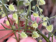 Gray Stickseed thumbnail 3