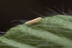 Dikrella cruentata thumbnail 4