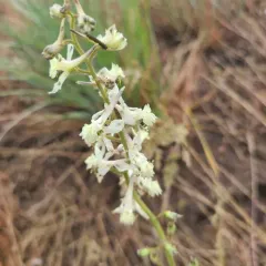 yellow-white larkspur thumbnail 4