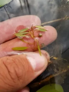 snailseed pondweed thumbnail 2