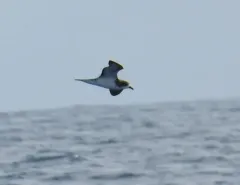 Hawaiian Petrel thumbnail 3