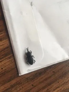 Sisal Weevil thumbnail 3
