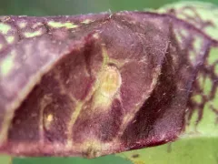 Rudbeckia Triozid thumbnail 1