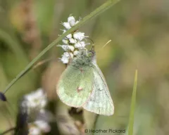 Labrador Sulphur thumbnail 4