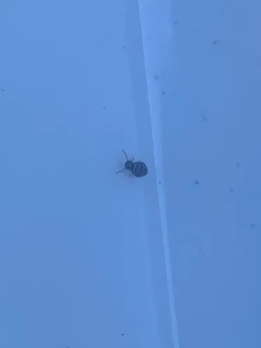 Fasciosminthurus quinquefasciatus