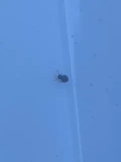 Fasciosminthurus quinquefasciatus thumbnail 1